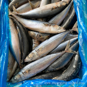 Seafrozen Scomber Japonicus Pacific Fish Mackerel For Sale